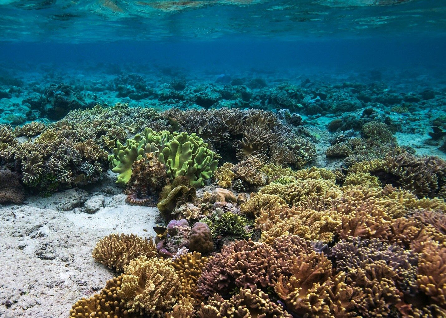Taman Nasional Bunaken, Manado, Sulawesi Utara, Indonesia. (Foto: Dok. Agoda)